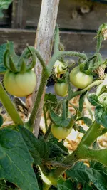 IMG_20170530_160246135_TOP.webp