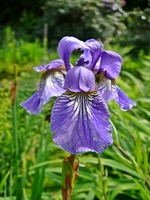 P1130947.webp