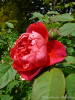 P1130908.webp