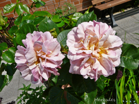P1130912.webp