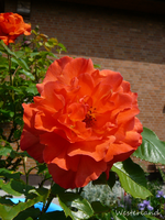 P1130915.webp