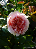 P1130941.webp