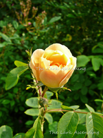 P1130949.webp