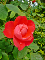 P1130963.webp