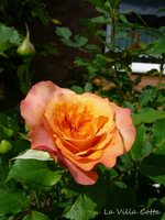 P1130979.webp