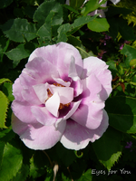 P1130980.webp