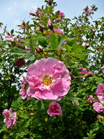 P1130955.webp