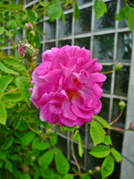 P1130961.webp