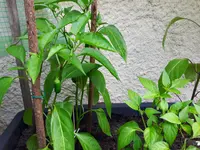 20170605_112526.jpg
