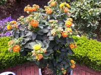 20170605_111530.webp