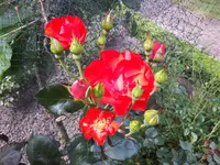 20170605_111555.jpg