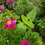 20170605_131241.jpg