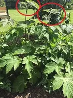 Herbstane.webp