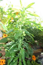 Unknown plant.webp
