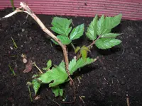 DSCN9461.webp