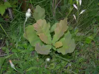 Eiche_Fragezeichen.webp