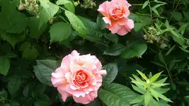 01_20170605_150817_resized.webp