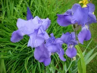 DSCI0267.webp