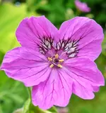 Reiherschnabel 01.webp