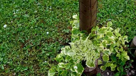 kletterhortensie.miranda.-.hydrangea.petiolaris.miranda_0008.jpg