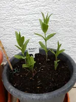 DSCN8781.JPG