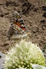 DSCN7646.webp