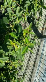 01.webp
