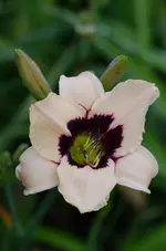 5cleopatra (1 von 1).jpg