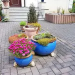 170525  Ganzjahreskübel.webp