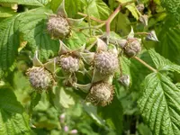 P1050771Himbeere.webp