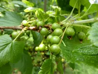 P1050786schwarze Johannisbeere.webp