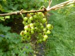 P1050787rote Johannisbeere.jpg