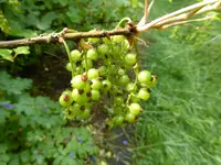 P1050787rote Johannisbeere.webp