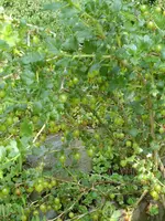 P1050763Stachelbeere.webp
