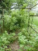 P1050876Himbeerhecke.webp