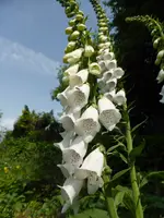 P1050761.webp