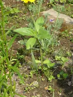 P1050769Sonnenblume.webp