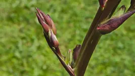 yucca.bluete.jpg