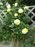 P1050777Luzia.webp