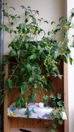 20170606_105725.webp