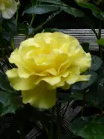 P1050807Luzia.webp