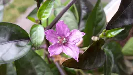 20170606_105937.webp