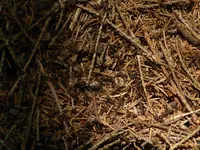 P1050861.webp