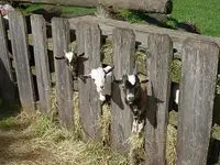 04 00Moni00  Sauguat schaut.webp