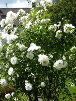 P1050902Schneewittchen.webp