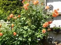 P1050903Westerland.webp