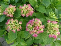 DSC00025.webp