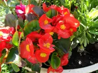 DSC00027.webp