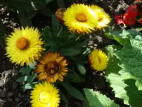 DSC00039.webp