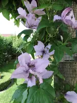 DSC00042.webp